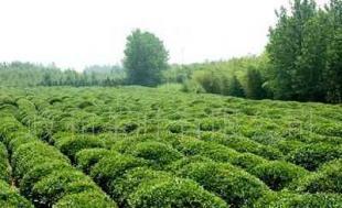 政和綠茶產(chǎn)品信息 價(jià)格、廠家及購(gòu)買渠道全解析